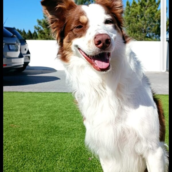 Charlie 