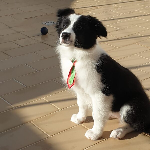 Toby