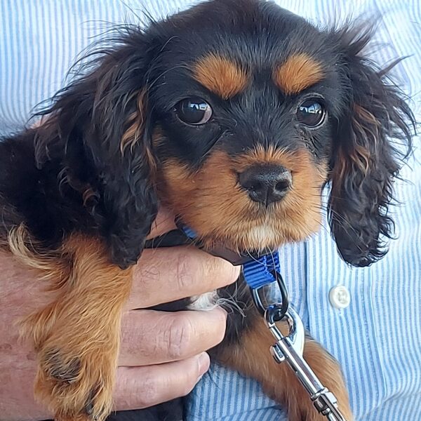 Alfie
