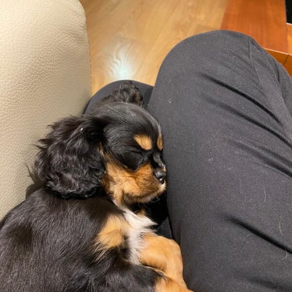 Lucy 