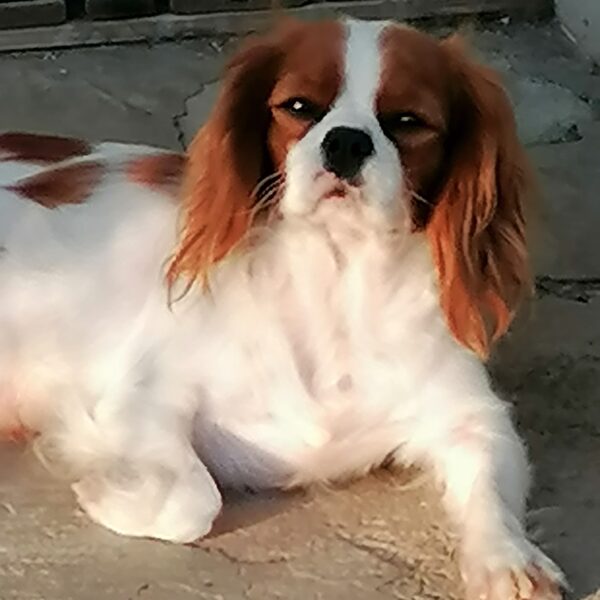 Joia