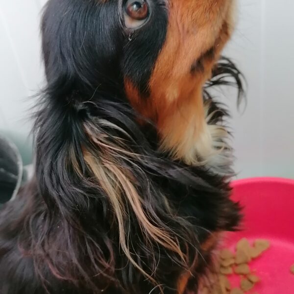 Lady 