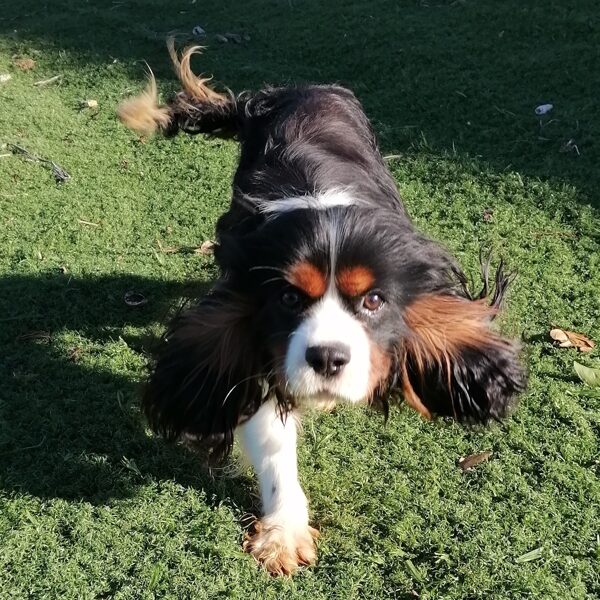 PUPPY - Male 