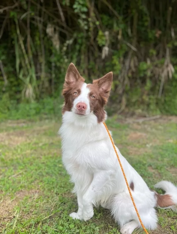 Croquete