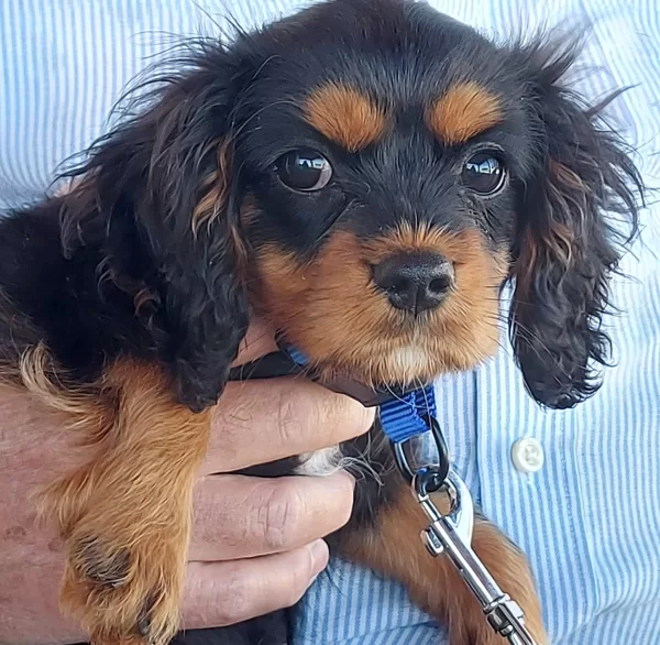 Alfie