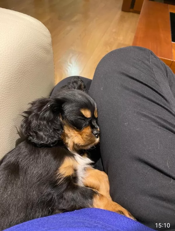 Lucy 