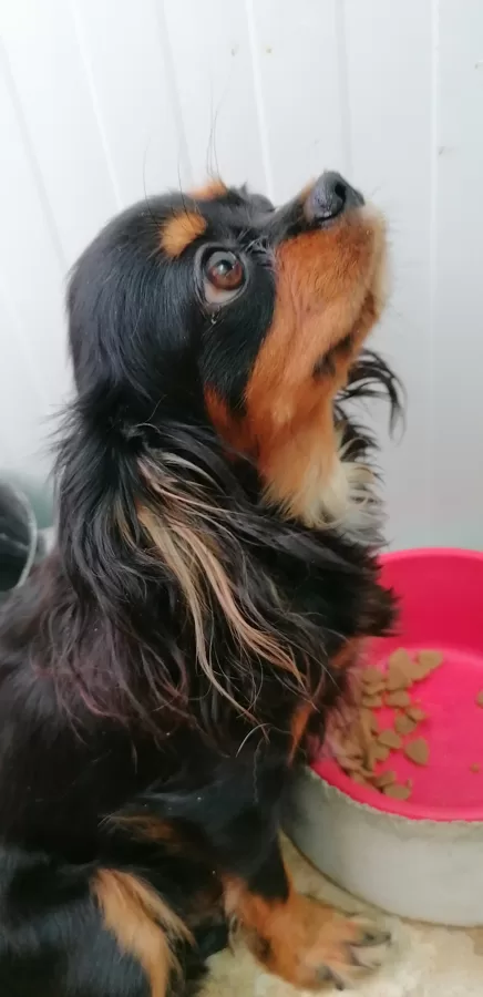 Lady 