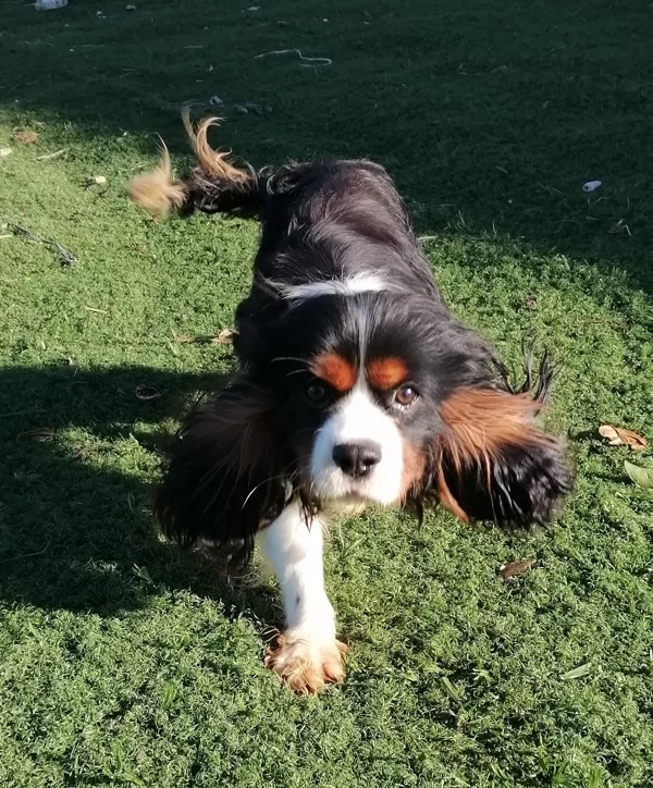 PUPPY - Male 