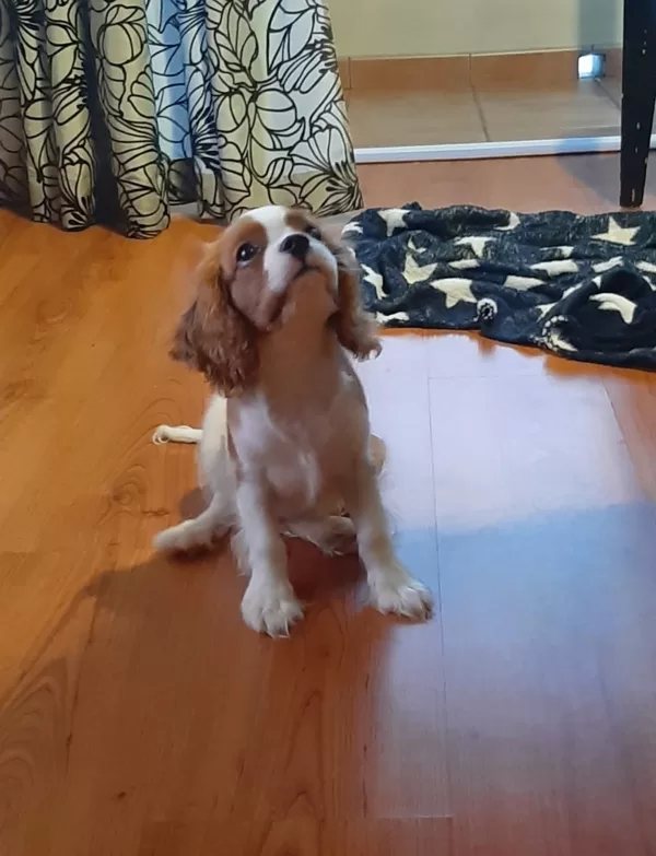 Rafaelo 